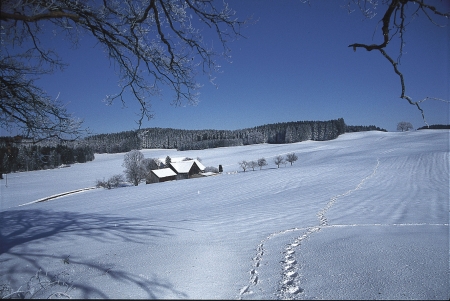 Winter450