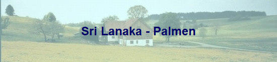 Sri Lanaka - Palmen